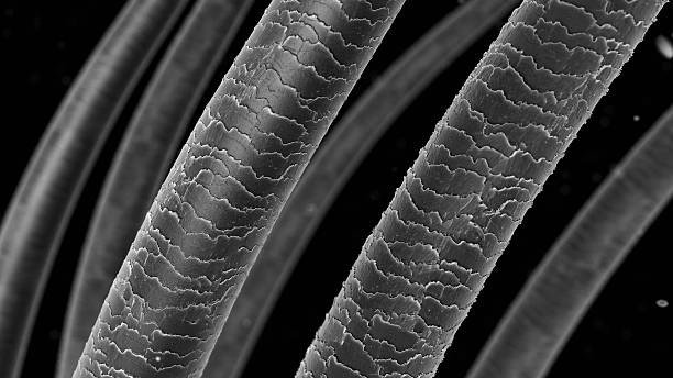 cheveux observer au microscope