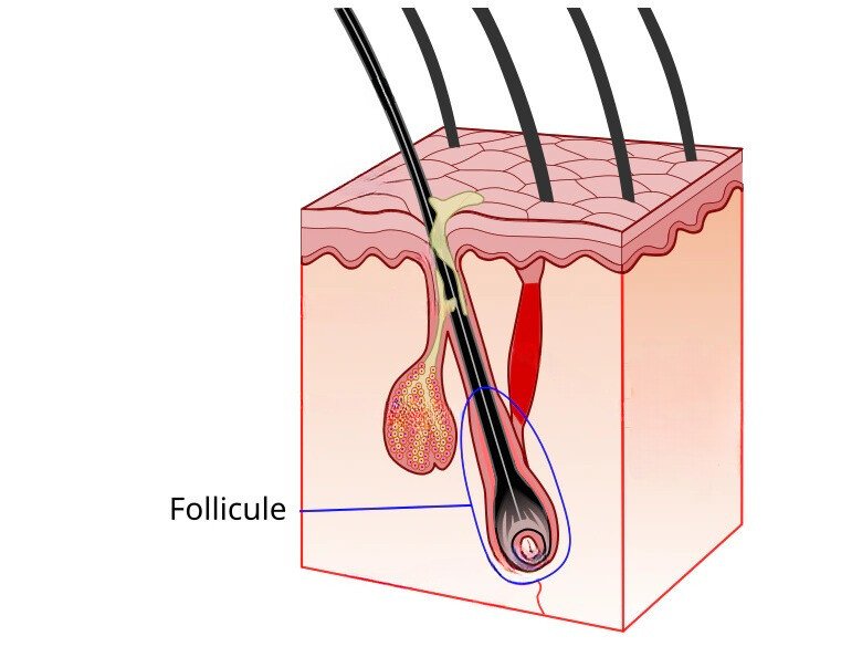 follicule pileux